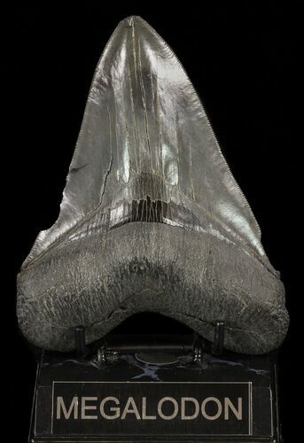 Serrated, Megalodon Tooth - Huge Tooth #60496